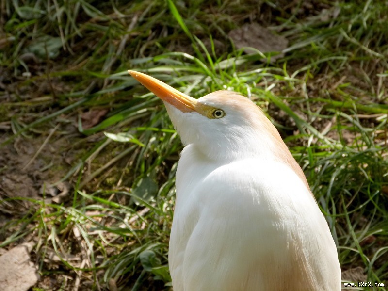 洁白的白鹭图片