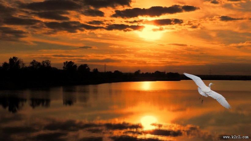 洁白的白鹭图片