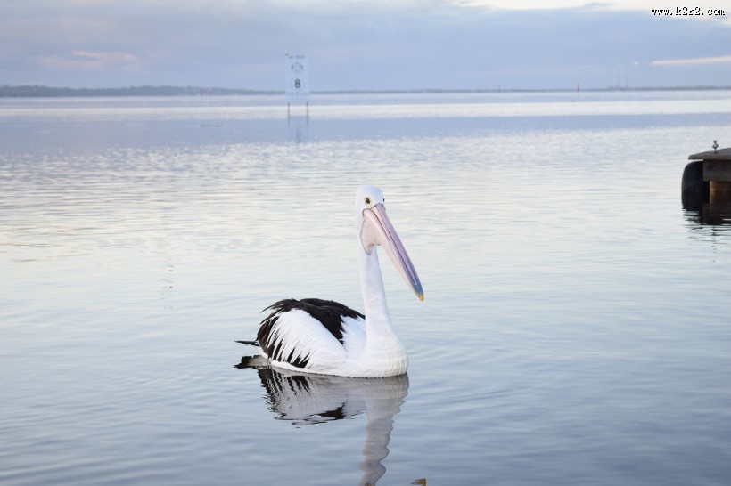 体型粗大的鹈鹕图片大全