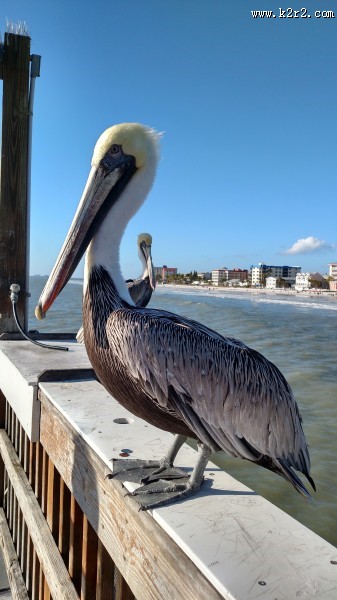 体型粗大的鹈鹕图片大全
