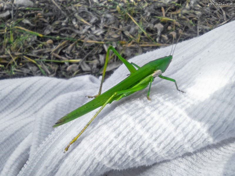 一只绿色的蚱蜢图片大全
