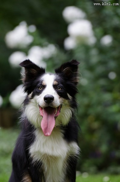 活泼可爱的牧羊犬图片大全