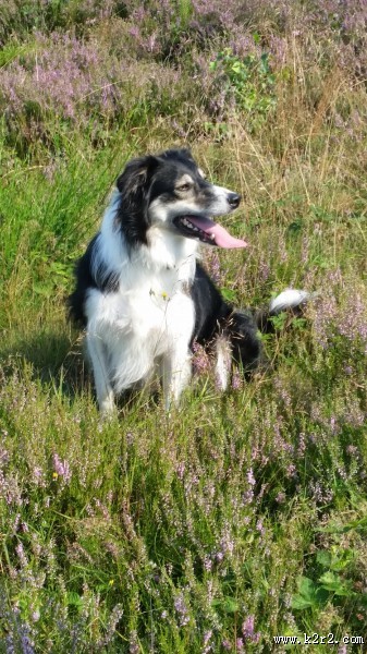 活泼可爱的牧羊犬图片大全