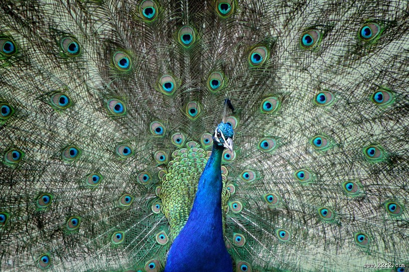开屏的孔雀图片大全