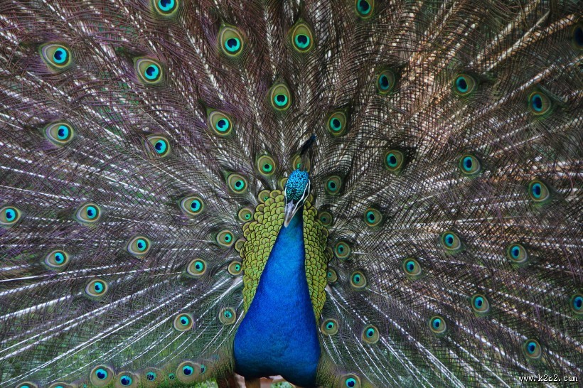 开屏的孔雀图片大全