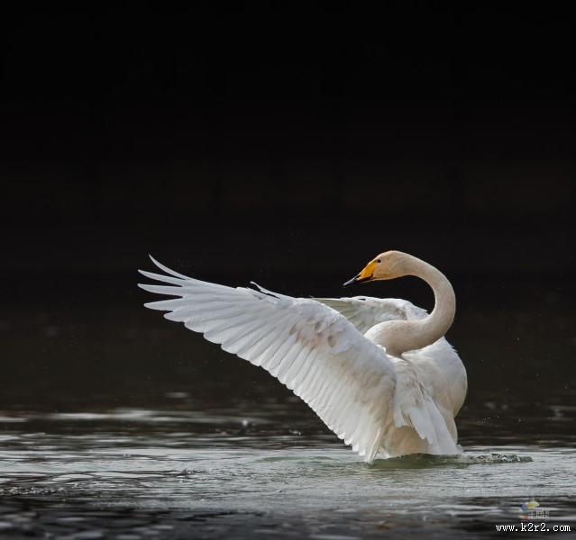 白色的天鹅图片