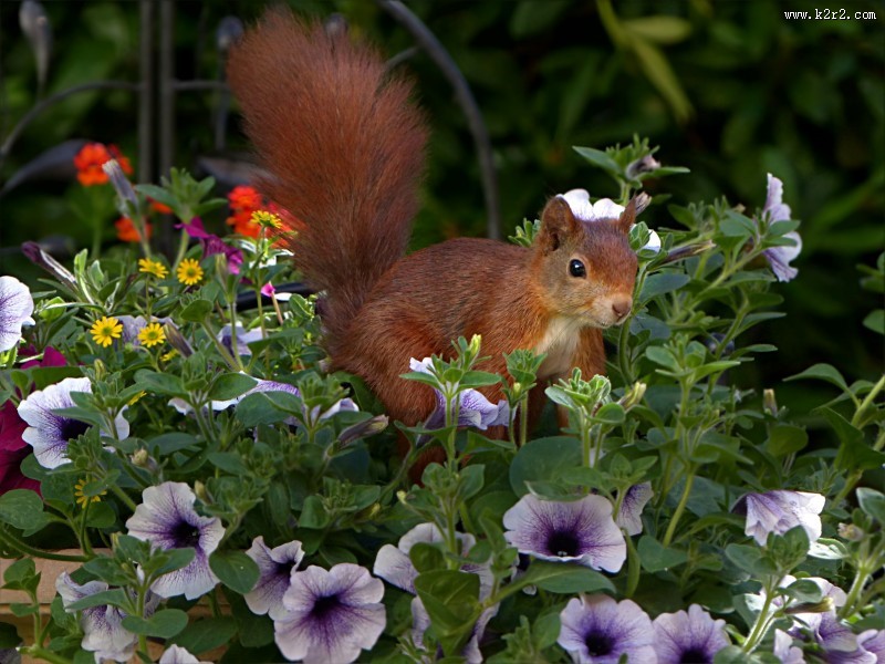 可爱的棕色松鼠图片