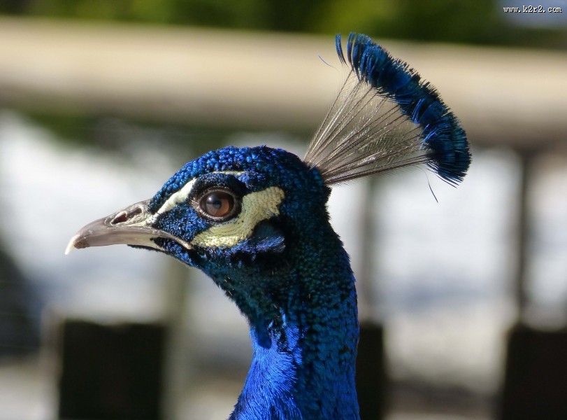 孔雀头部高清图片