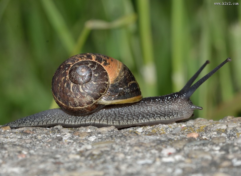缓慢爬行的蜗牛图片大全