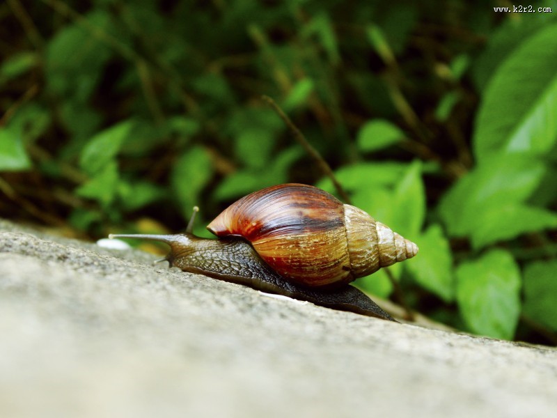 缓慢爬行的蜗牛图片大全