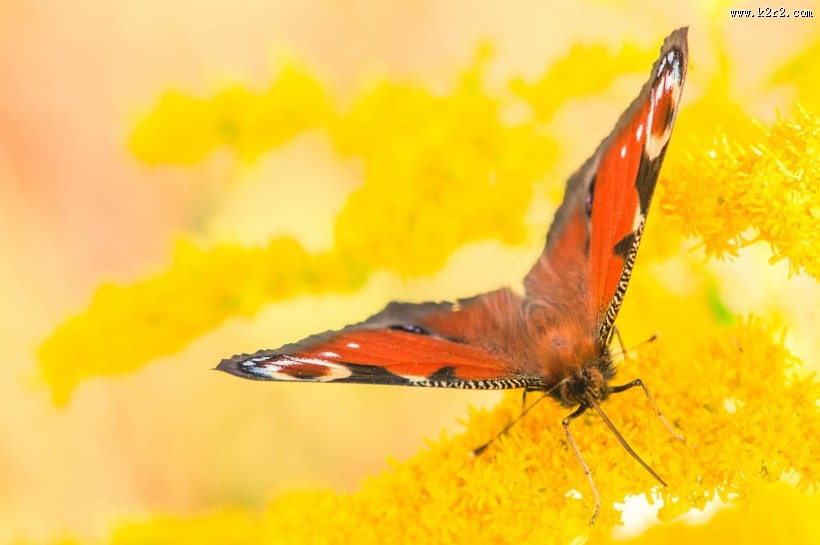 花丛中的孔雀蝴蝶图片