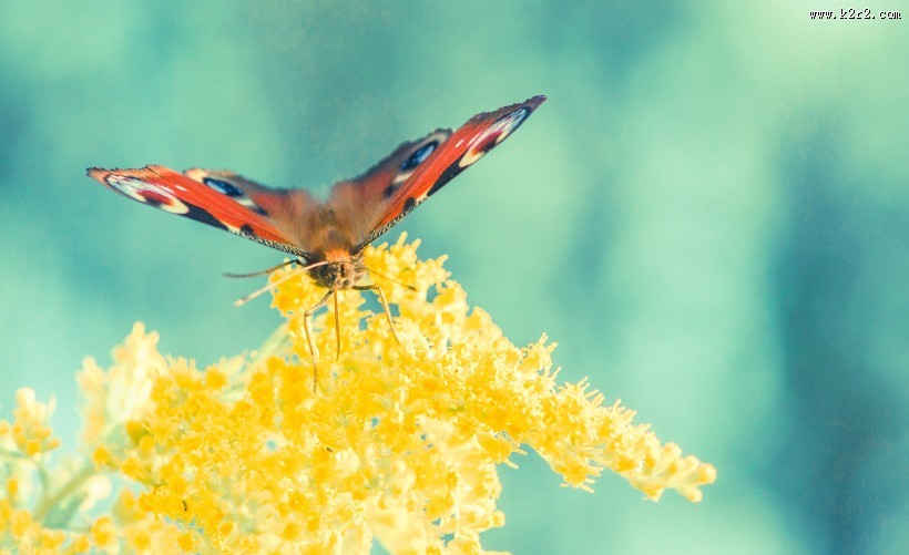 花丛中的孔雀蝴蝶图片