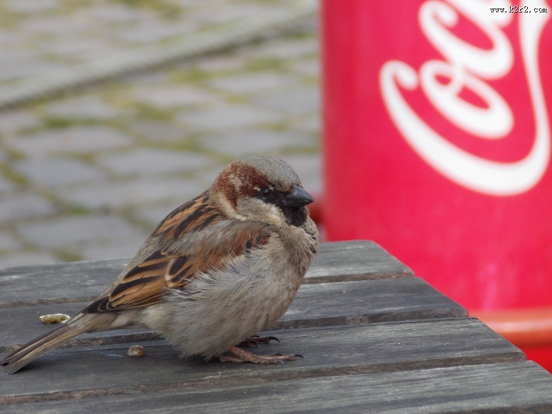 小巧玲珑的麻雀图片