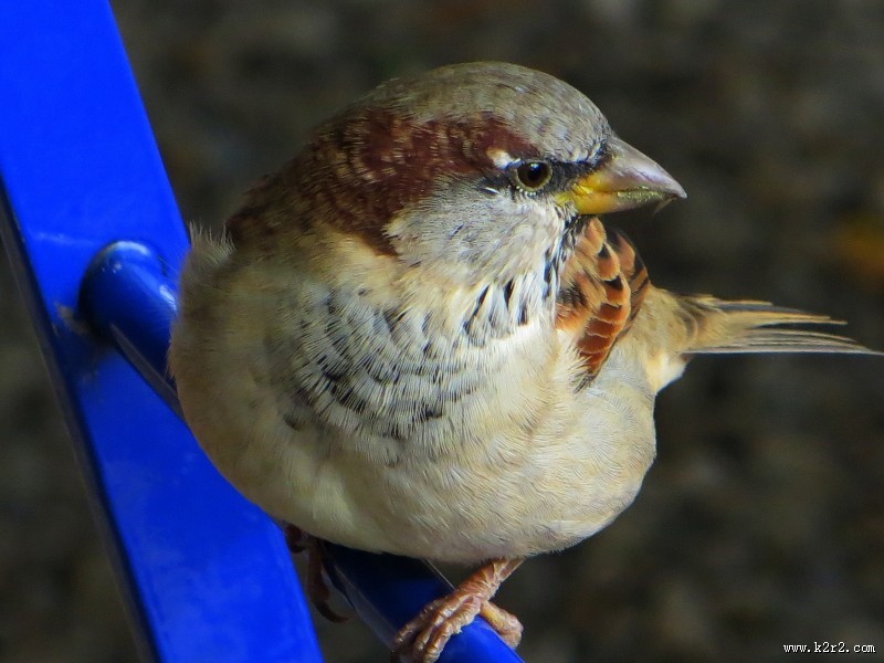 小巧玲珑的麻雀图片