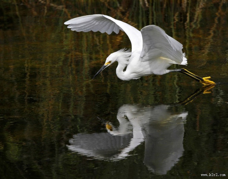 展翅飞翔的白鹭图片大全