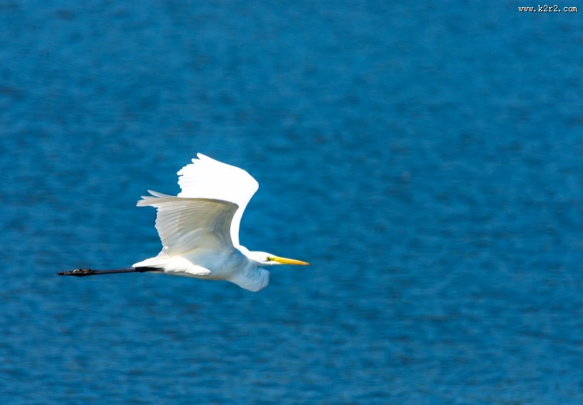 展翅飞翔的白鹭图片大全