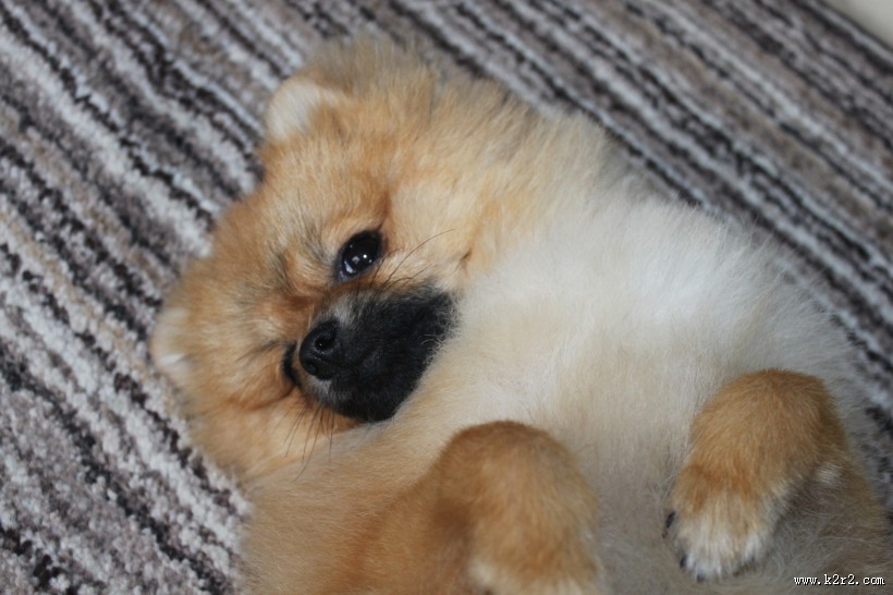 顽皮可爱的博美犬图片