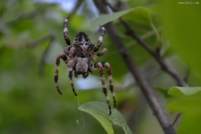 一只蜘蛛高清图片