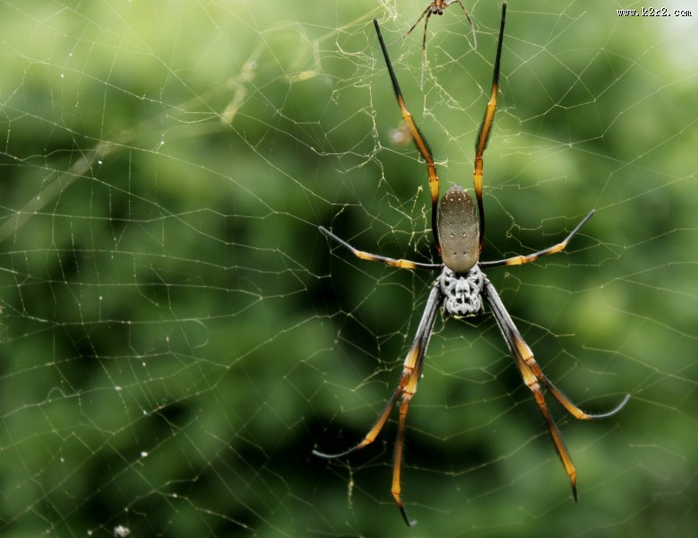 一只蜘蛛高清图片