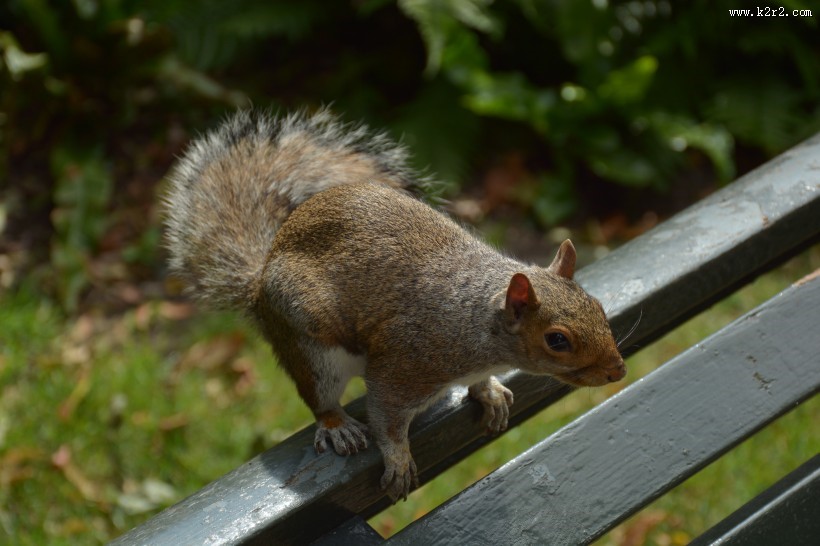 灵巧可爱的小松鼠图片