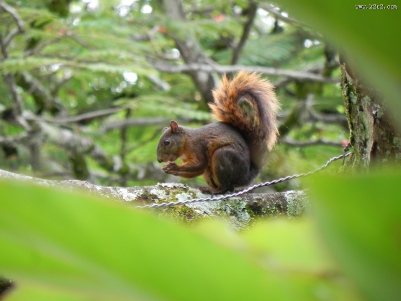 灵巧可爱的小松鼠图片