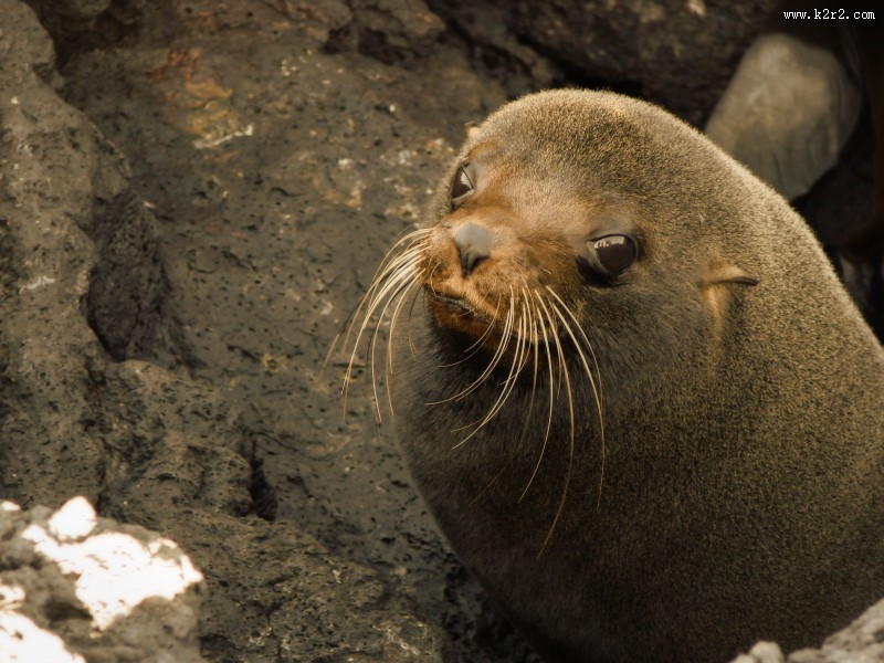 呆萌可爱的海狮图片大全