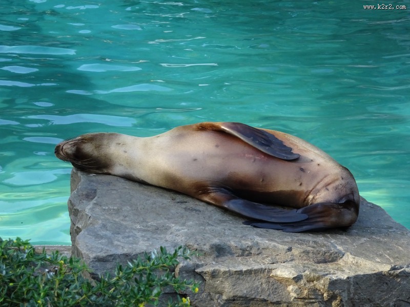 呆萌可爱的海狮图片大全