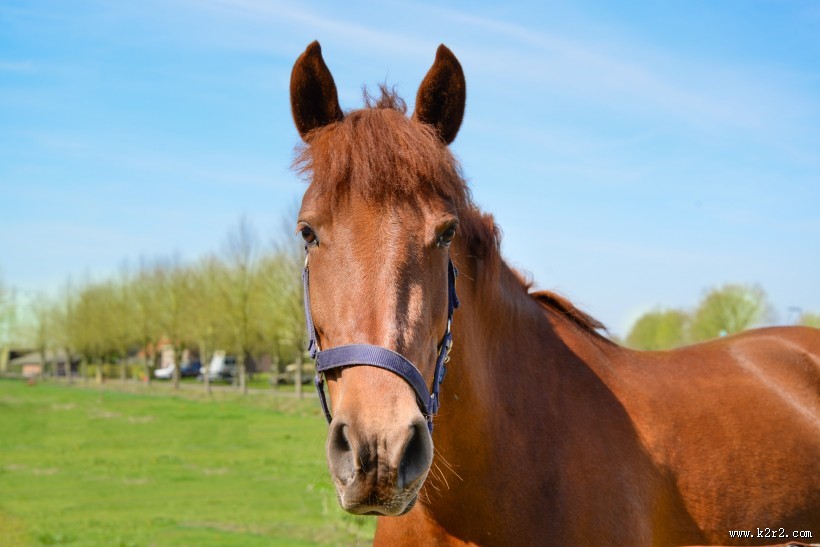健壮的马匹图片
