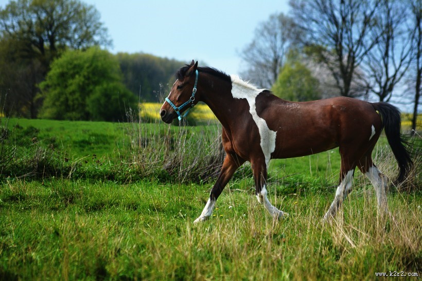 健壮的马匹图片