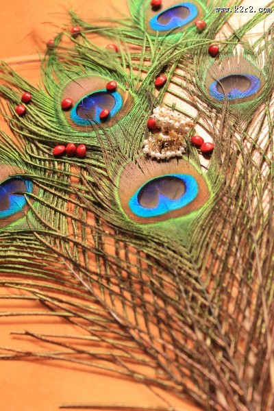 光鲜的孔雀羽毛图片大全