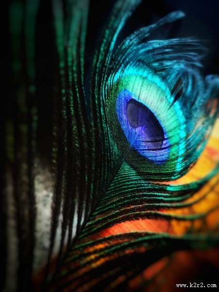 光鲜的孔雀羽毛图片大全