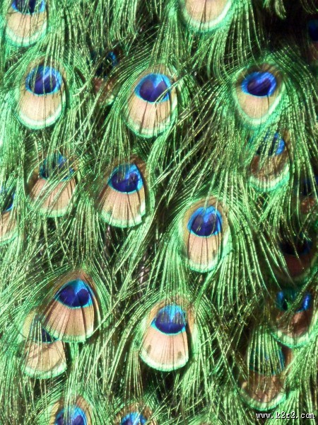 光鲜的孔雀羽毛图片大全