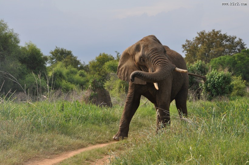 野生大象图片大全