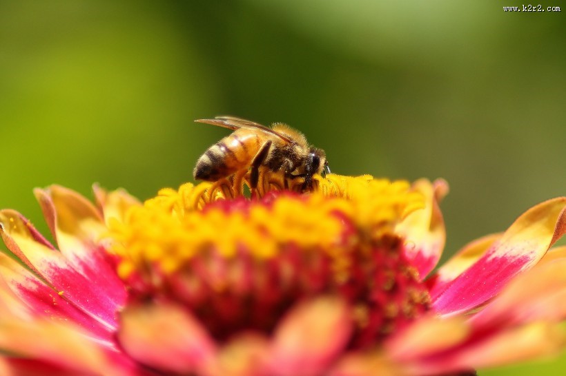 采蜜的蜜蜂图片大全