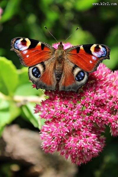 花丛中的孔雀蝴蝶图片大全