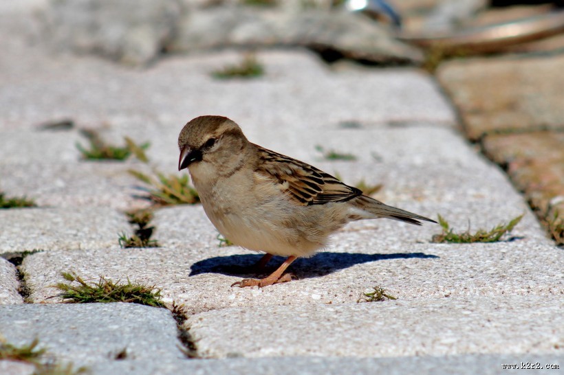 一只可爱的麻雀图片
