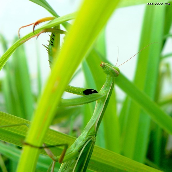 螳螂高清图片