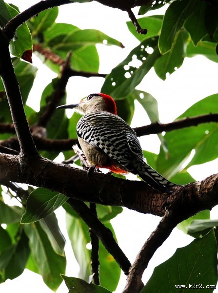 树上的啄木鸟图片
