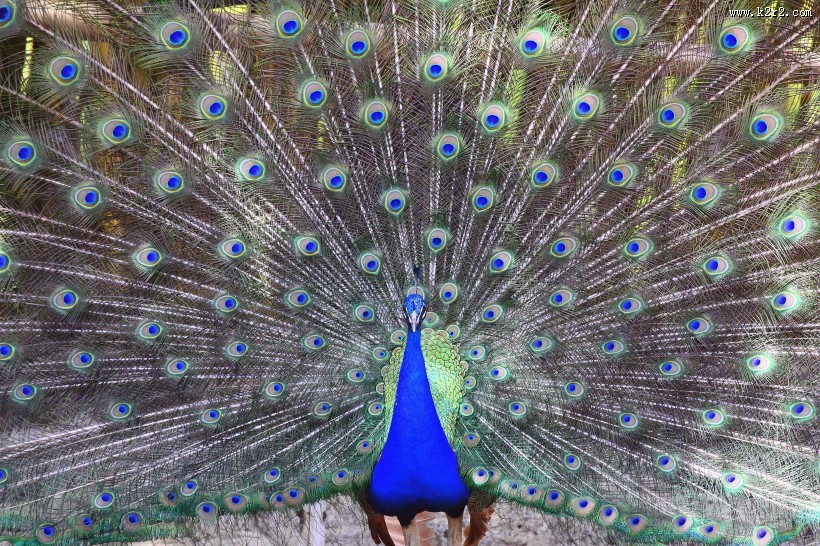 开屏的孔雀图片大全