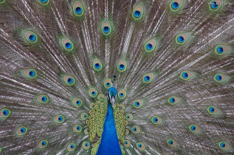 开屏的孔雀图片大全