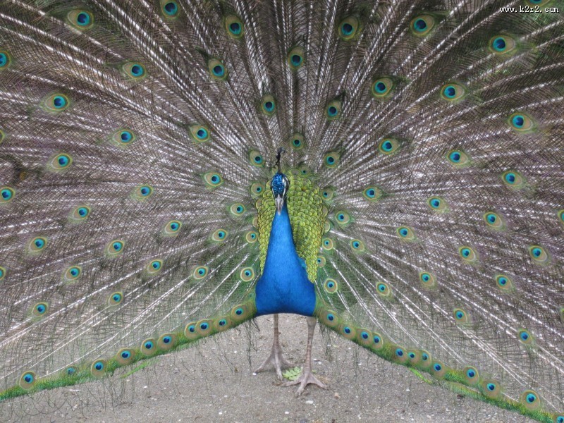 开屏的孔雀图片大全