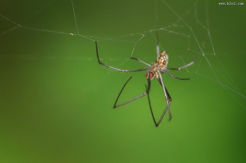 一只蜘蛛高清图片大全