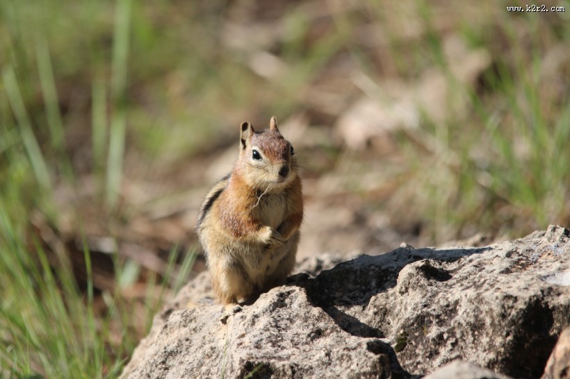 灵巧可爱的小松鼠图片大全