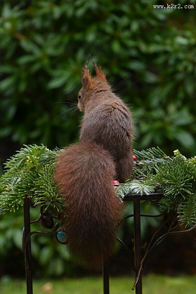 灵巧可爱的小松鼠图片大全