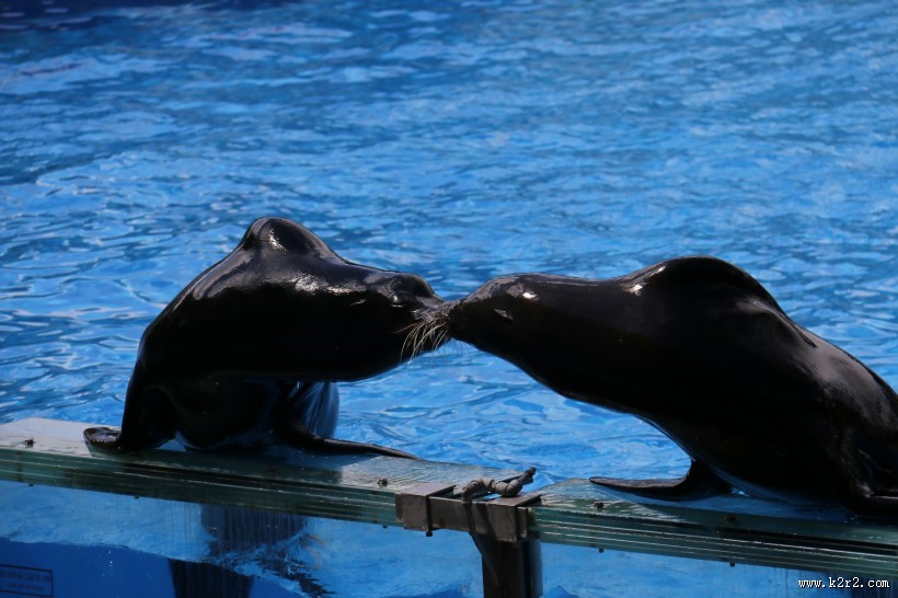 呆萌可爱的海狮图片