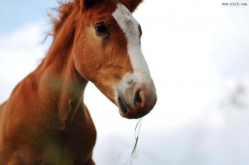 健壮的马匹图片