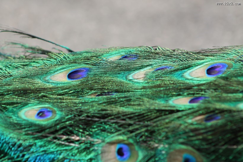光鲜的孔雀羽毛图片大全