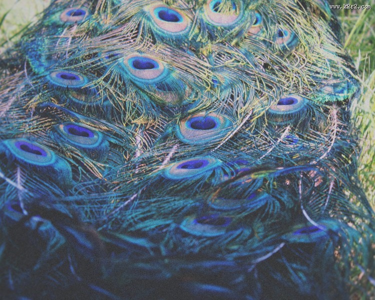 光鲜的孔雀羽毛图片大全