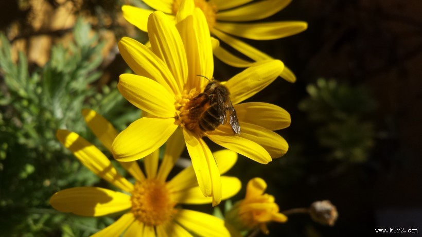 采蜜的蜜蜂图片