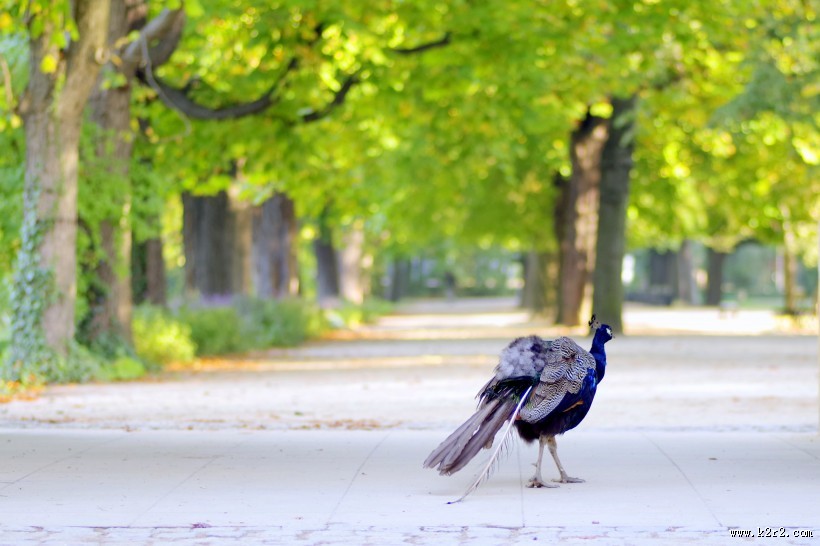 一只美丽的孔雀图片大全